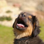 animal-4085255_1280